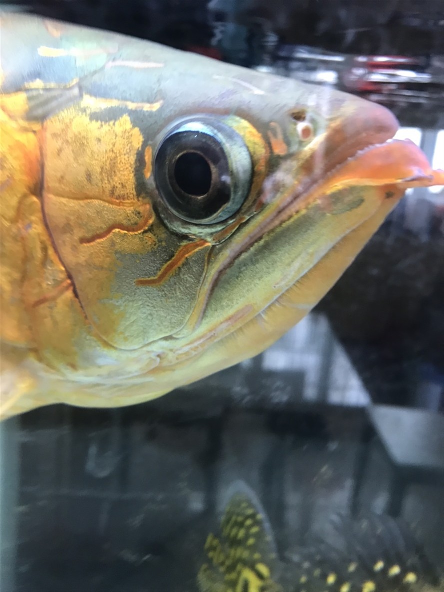 求助最近龍魚眼睛喜歡蹭缸 虎魚百科 第2張 求助最近龍魚眼睛喜歡蹭缸 求助最近龍魚眼睛喜歡蹭缸 虎魚百科 第2張