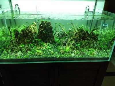 魚缸水質管理的重要性：養魚與風水學的關系在中國傳統文化中