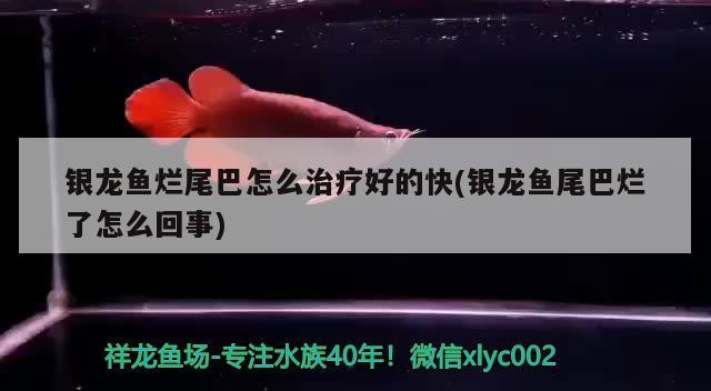 銀龍魚(yú)爛尾巴怎么治療好的快(銀龍魚(yú)尾巴爛了怎么回事) 銀龍魚(yú)爛尾巴怎么治療好的快(銀龍魚(yú)尾巴爛了怎么回事) 銀龍魚(yú)百科