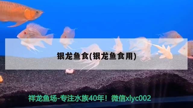 銀龍魚食(銀龍魚食用) 銀龍魚食(銀龍魚食用) 銀龍魚百科