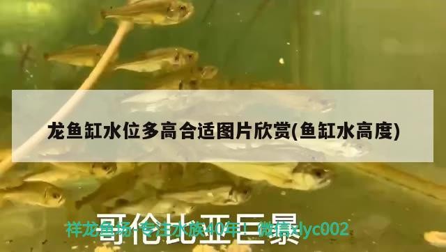 艾倫水虎怎么樣值得買嗎的簡單介紹