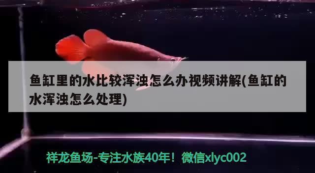 艾倫水虎怎么樣值得買嗎的簡單介紹
