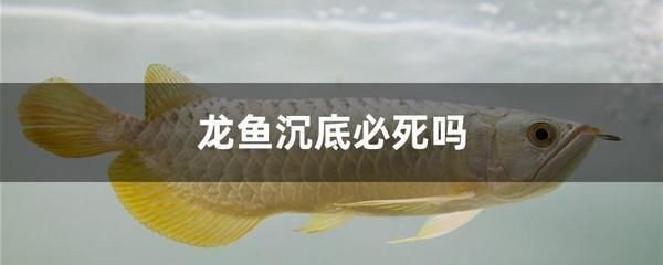 銀龍魚的飼養條件有哪些好（銀龍魚的飼養條件有哪些好呢）