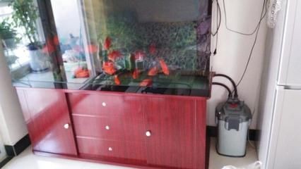 魚缸消毒的科學原理：使用海鹽進行魚缸消毒的步驟和注意事項