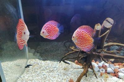 魚缸消毒的科學原理：使用海鹽進行魚缸消毒的步驟和注意事項