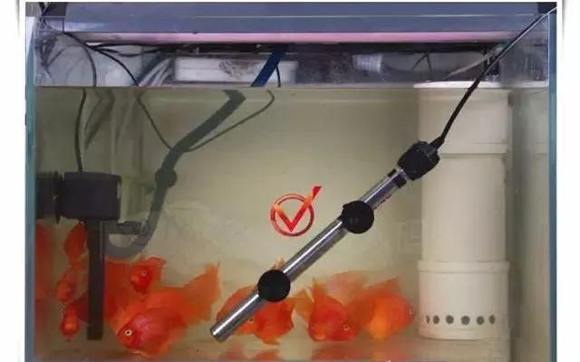 魚缸加熱棒選擇底濾魚缸加熱棒品牌推薦28篇：底濾魚缸加熱棒推薦 魚缸加熱棒選擇底濾魚缸加熱棒品牌推薦28篇：底濾魚缸加熱棒推薦 魚缸百科 第4張