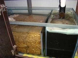 魚(yú)缸糞便處理的科學(xué)原理：底濾魚(yú)缸糞便處理領(lǐng)域的最新技術(shù)探索魚(yú)缸糞便處理領(lǐng)域的最新技術(shù)