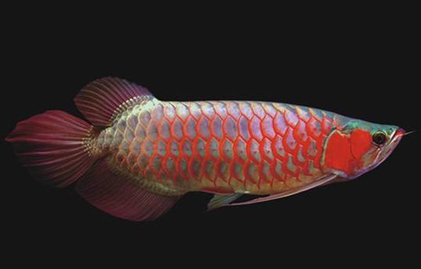龍魚(yú)喂口不好怎么辦呀