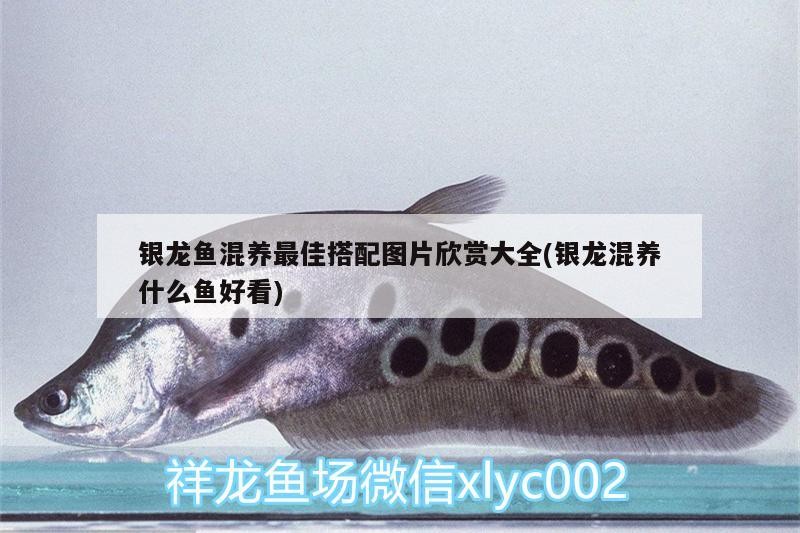 銀龍魚混養最佳搭配圖片欣賞大全(銀龍混養什么魚好看)