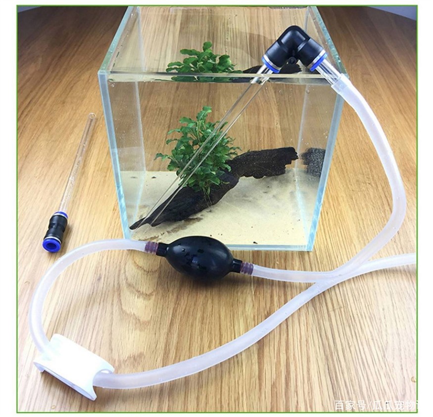 魚缸換水的科學方法：養魚水質管理全攻略
