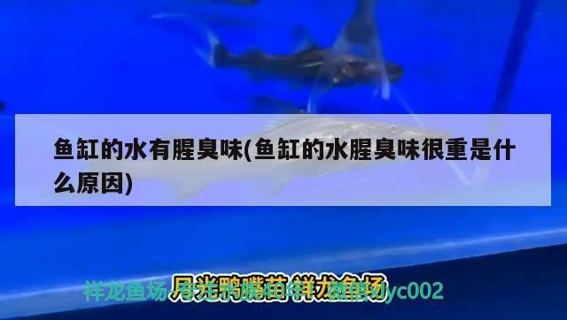 辛古水虎一年能長多少厘米（辛古水虎是最難出狀態的嗎）