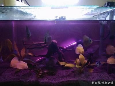 高錳酸鉀消毒魚缸的具體步驟和注意事項：使用高錳酸鉀消毒魚缸具體步驟和注意事項和注意事項