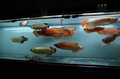 黑魚和龍魚混養能活嗎