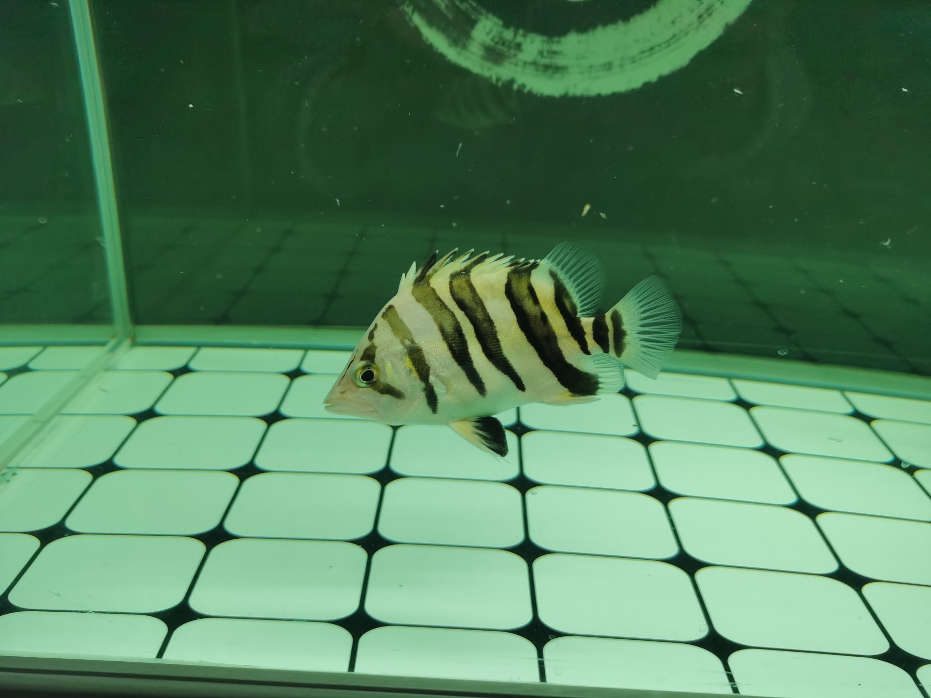 虎魚不吃泥鰍