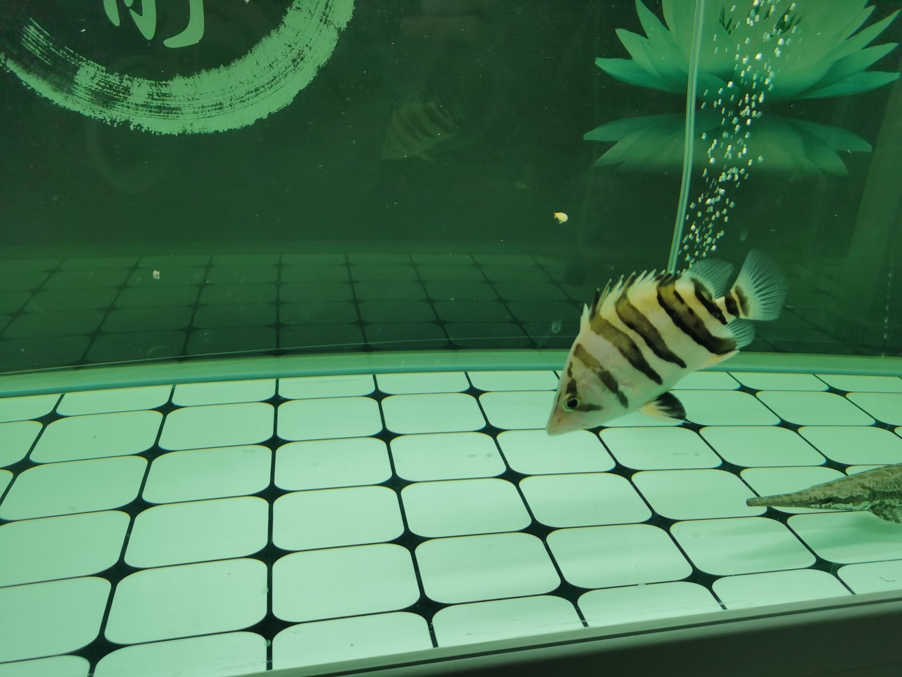 虎魚不吃泥鰍