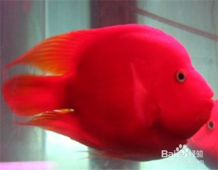 紅鸚鵡魚躲藏在魚缸角落里的問題，紅鸚鵡魚躲藏在角落里：紅鸚鵡躲藏在魚缸角落里怎么辦 紅鸚鵡魚躲藏在魚缸角落里的問題，紅鸚鵡魚躲藏在角落里：紅鸚鵡躲藏在魚缸角落里怎么辦 魚缸百科 第1張