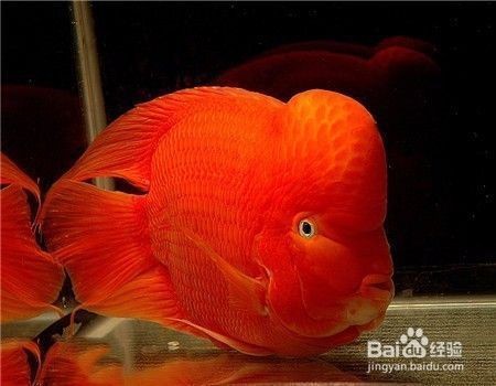 紅鸚鵡魚躲藏在魚缸角落里的問題，紅鸚鵡魚躲藏在角落里：紅鸚鵡躲藏在魚缸角落里怎么辦 紅鸚鵡魚躲藏在魚缸角落里的問題，紅鸚鵡魚躲藏在角落里：紅鸚鵡躲藏在魚缸角落里怎么辦 魚缸百科 第2張
