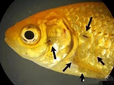 龍魚的身體部位圖解說明文