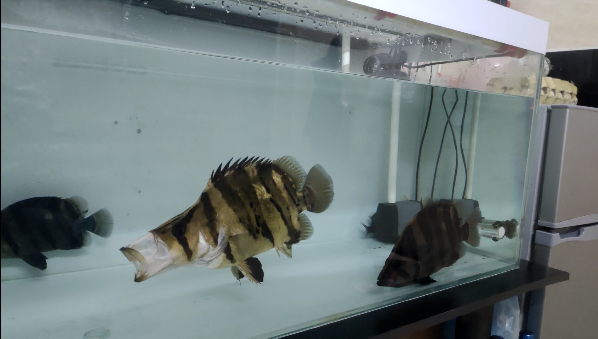 虎魚的嘴 虎魚的嘴 虎魚百科 第1張
