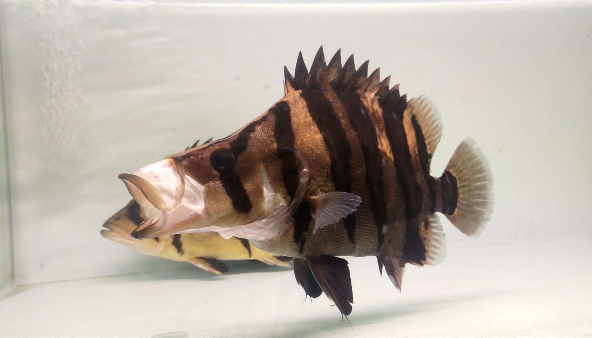 虎魚的嘴 虎魚的嘴 虎魚百科 第2張