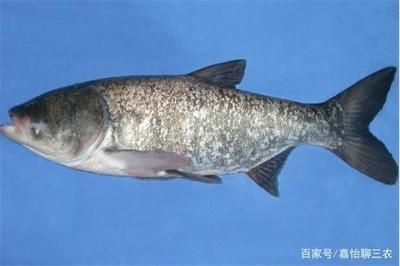 花鰱魚的養殖方法：花鰱魚在魚缸怎么養活視頻提供花鰱魚養殖方法 花鰱魚的養殖方法：花鰱魚在魚缸怎么養活視頻提供花鰱魚養殖方法 魚缸百科