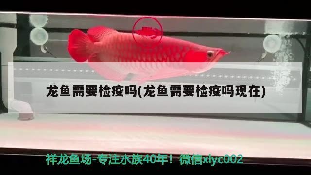 龍魚和虎魚混養大小比例（龍魚虎魚配魚） 龍魚和虎魚混養大小比例（龍魚虎魚配魚） 虎魚百科 第1張