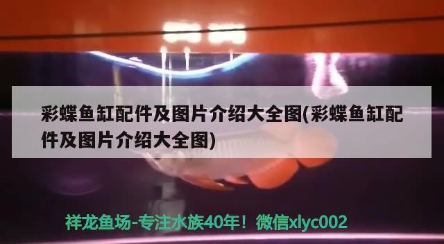龍魚和虎魚混養大小比例（龍魚虎魚配魚） 龍魚和虎魚混養大小比例（龍魚虎魚配魚） 虎魚百科 第3張