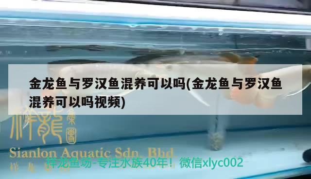 黑斑水虎魚能人工繁殖嗎，黑斑水虎魚能長多大