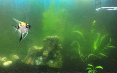 淡水魚(yú)魚(yú)缸放鹽的注意事項(xiàng)：淡水魚(yú)魚(yú)缸加鹽的作用和注意事項(xiàng)魚(yú)缸放鹽的作用和注意事項(xiàng)