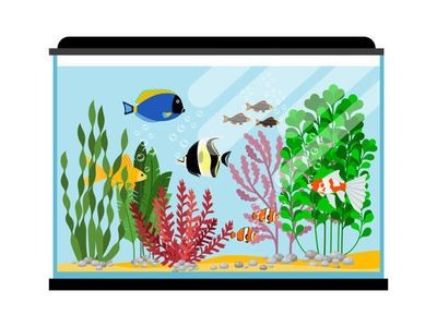 淡水魚(yú)魚(yú)缸放鹽的注意事項(xiàng)：淡水魚(yú)魚(yú)缸加鹽的作用和注意事項(xiàng)魚(yú)缸放鹽的作用和注意事項(xiàng)