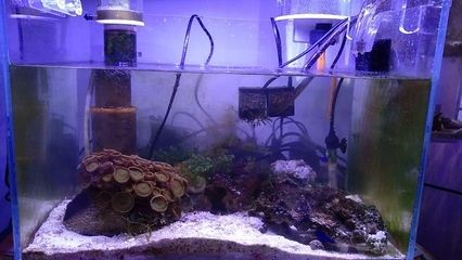 海缸和普通魚(yú)缸在多個(gè)方面清理殘存在差異主要包括以下幾個(gè)方面：海缸與普通魚(yú)缸在生態(tài)系統(tǒng)的構(gòu)建與維護(hù)