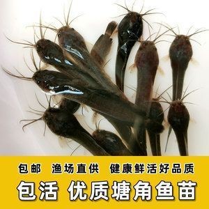 龍魚的胡須有什么用途和功效