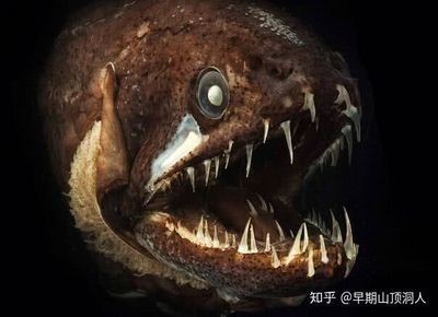 龍魚害怕人靠近它嗎 龍魚害怕人靠近它嗎 龍魚百科 第1張