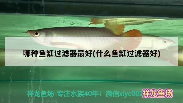 金龍和虎魚混養有什么寓意（金龍和虎魚混養有什么寓意嗎）