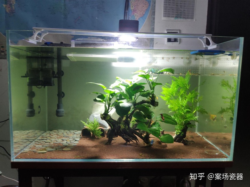 魚缸底砂的選擇與養護：底濾魚缸可以放底沙嗎？