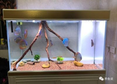 魚缸底砂的選擇與養護：底濾魚缸可以放底沙嗎？