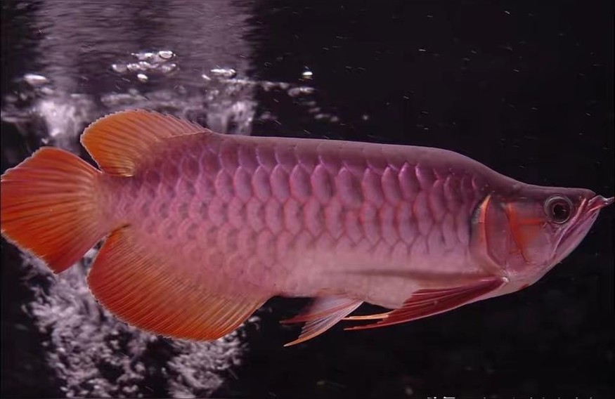 銀龍魚苗 銀龍魚苗 銀龍魚百科