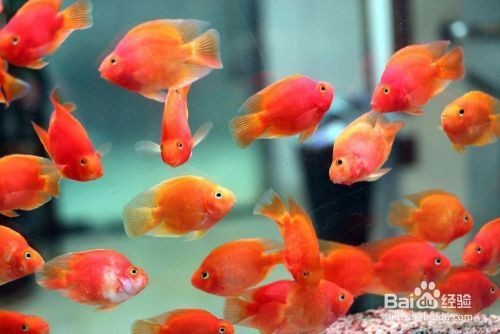 金壇市城東藍心水族店（金壇市城東藍心水族店電話）