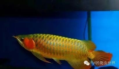 龍魚的頭皮是光的嘛 龍魚的頭皮是光的嘛 龍魚百科 第3張