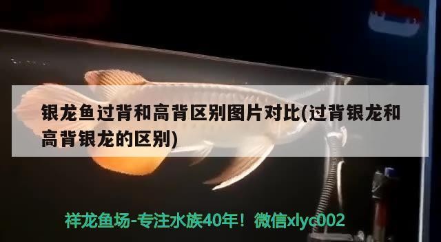 銀龍魚過背和高背區別圖片對比(過背銀龍和高背銀龍的區別)