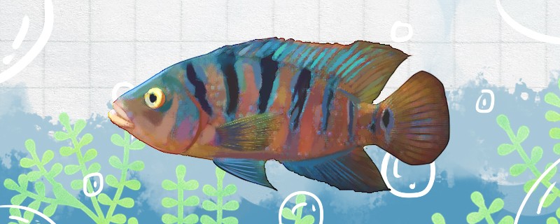 八線火口魚好養嗎怎么養 八線火口魚好養嗎怎么養 虎魚百科