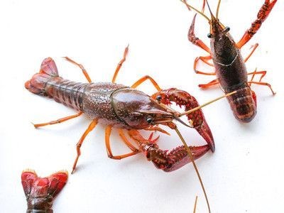 龍魚吃青蝦