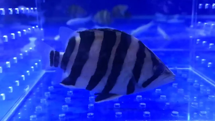 小短身虎虎魚