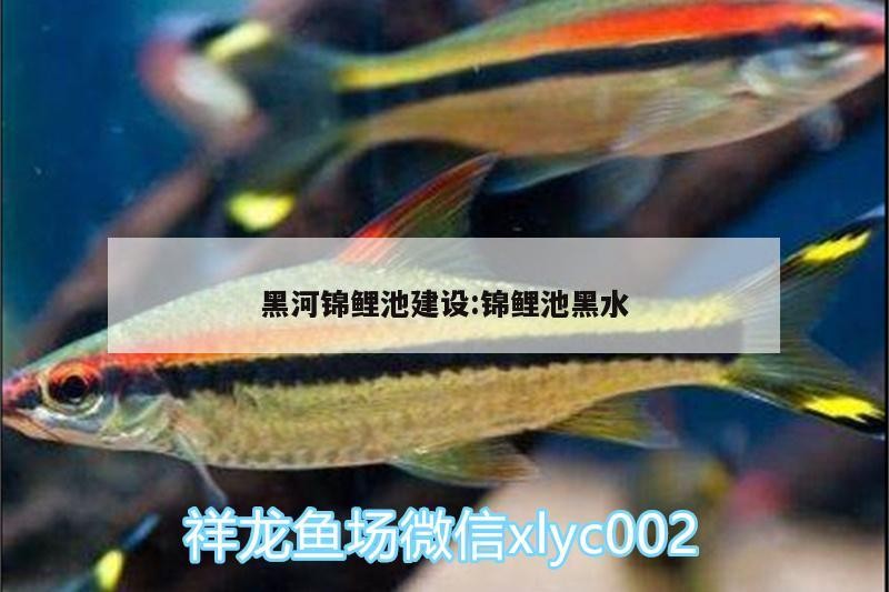 黑河錦鯉池建設:錦鯉池黑水
