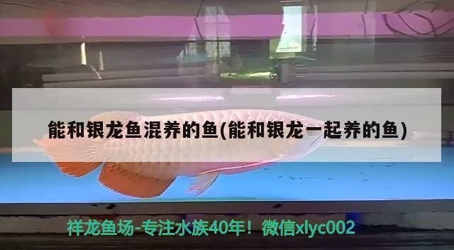 能和銀龍魚混養的魚(能和銀龍一起養的魚)