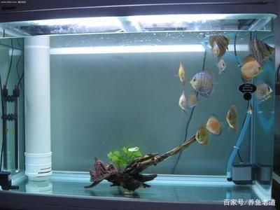 新買的魚缸消毒的科學方法：新買的魚缸養魚需要謹慎操作，新買的魚缸消毒方法是什么