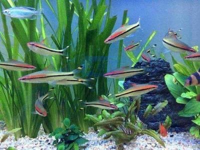 新買的魚缸消毒的科學方法：新買的魚缸養魚需要謹慎操作，新買的魚缸消毒方法是什么