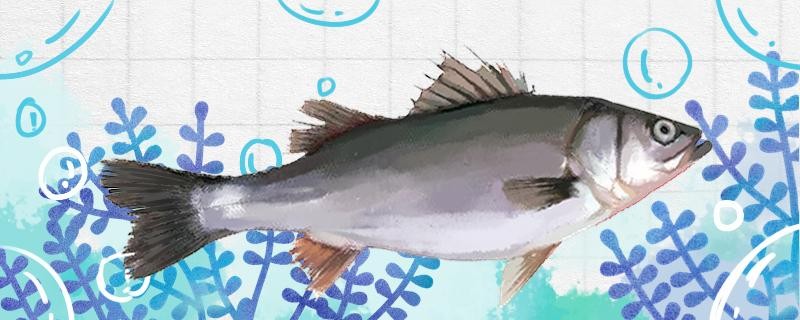 初冬釣鱸魚(yú)需要更深嗎？用什么餌料釣