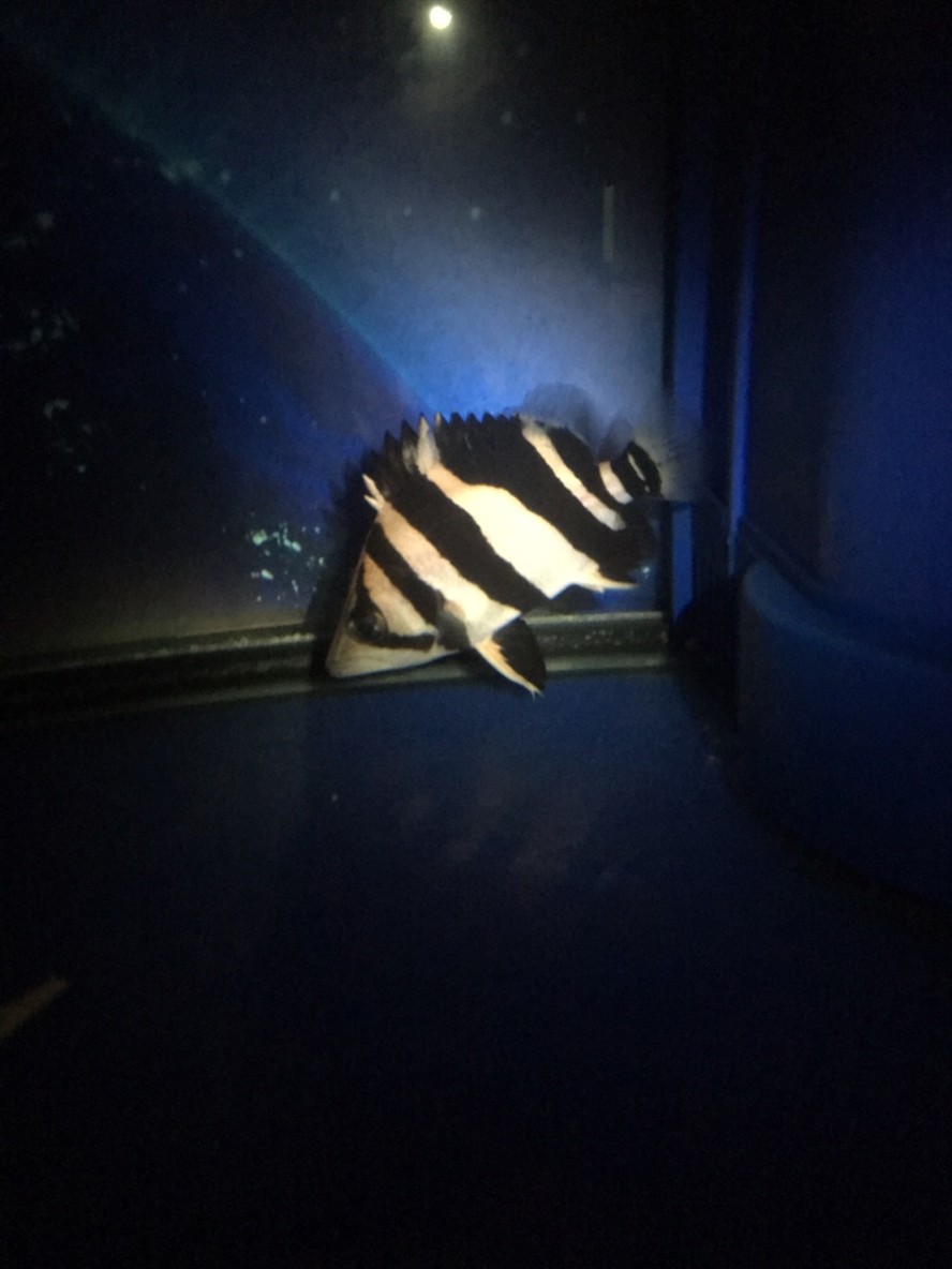 大神們 虎魚魚缸燈 一天開多長時間