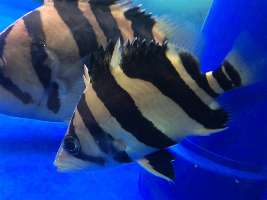 大神們 虎魚魚缸燈 一天開多長時間